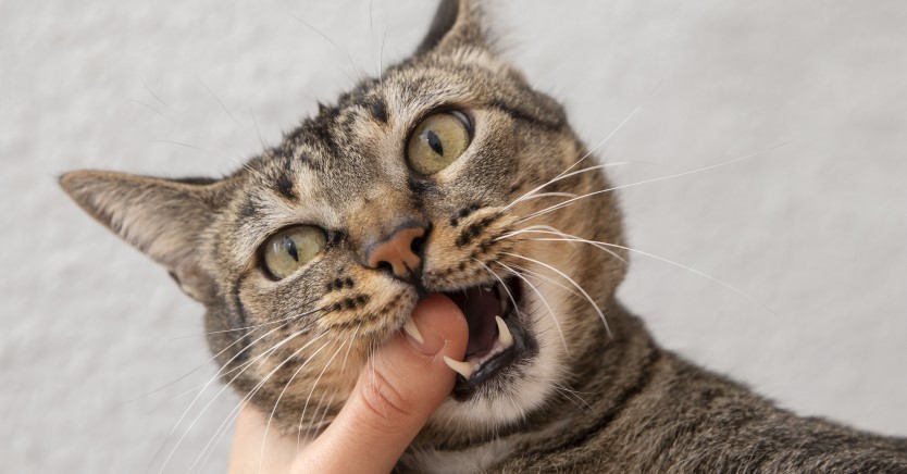 Ask Dr. Jenn: Do I Need to Be Worried About Cat Scratch Fever?